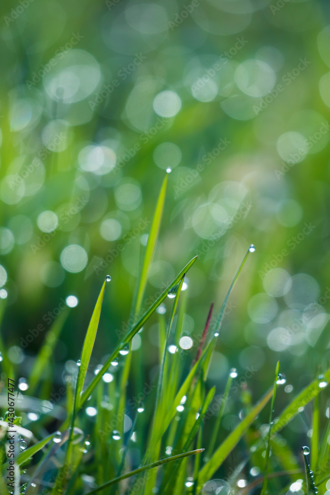 Fototapeta premium Abstract fresh background with dew and grass
