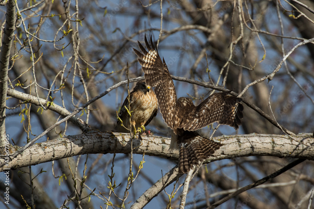 Obraz premium tree swallow (Tachycineta bicolor) in spring