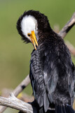 Little Pied Shag Cormorant in New Zealand