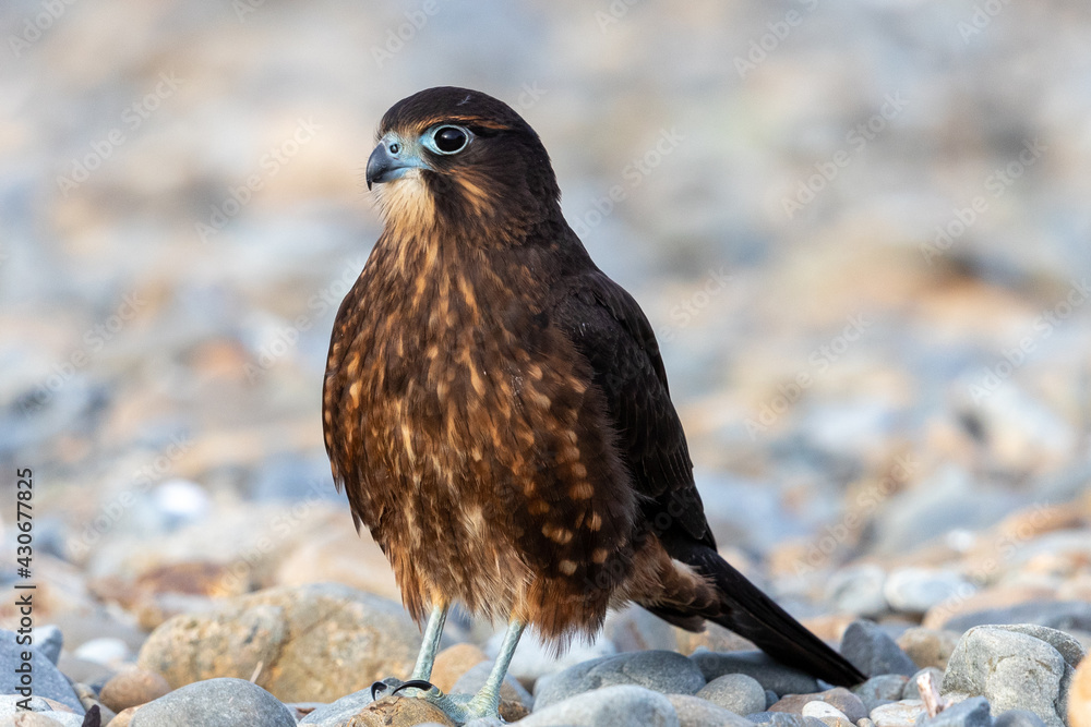 Immature Kārearea New Zealand Falcon Stock Photo | Adobe Stock