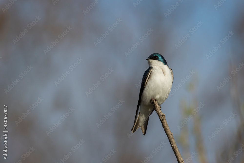 Obraz premium tree swallow (Tachycineta bicolor) in spring