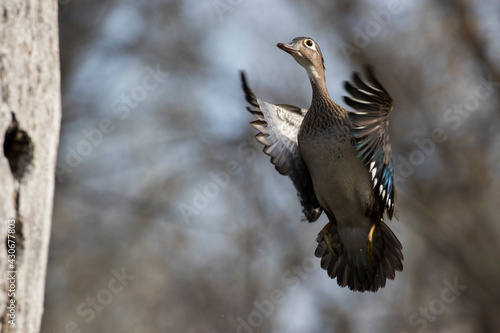 wood ducks in spring