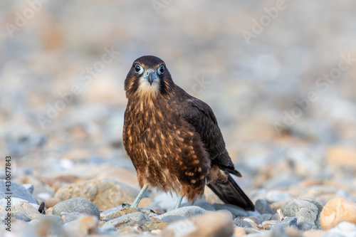 Immature Kārearea New Zealand Falcon photo