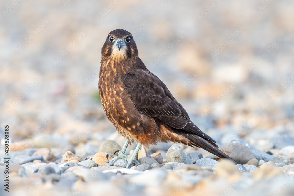 Immature Kārearea New Zealand Falcon Immature Kārearea New Zealand Falcon