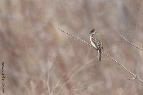  least flycatcher (Empidonax minimus) spring © Mircea Costina