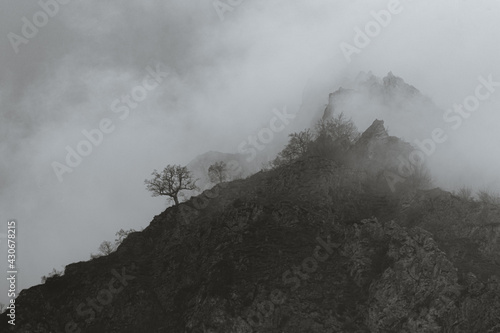 Paisaje de nieblas en blanco y negro con un primer plano de un árbol solitario en una colina rocosa de los Picos de Europa
