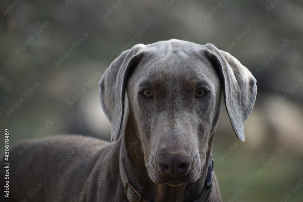portrait of a dog portrait of a dog