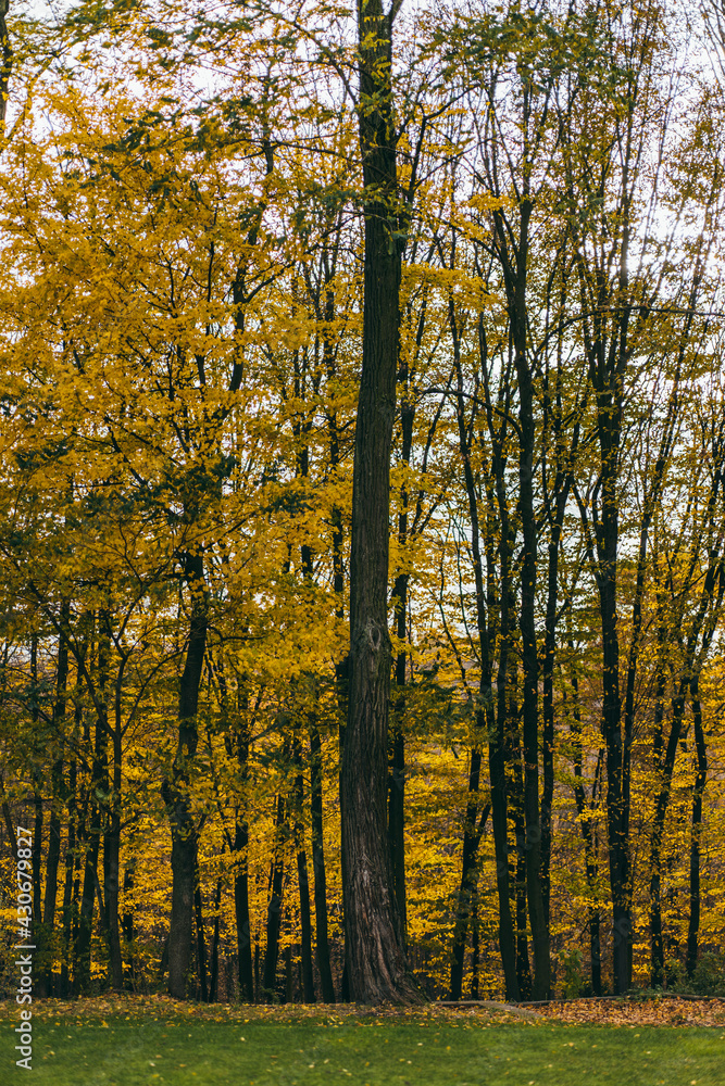 Obraz premium Wild nature