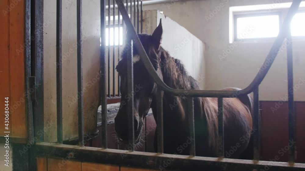 Equestrian - muzzle of dark horse - stands in the stall Equestrian - muzzle of dark horse - stands in the stall
