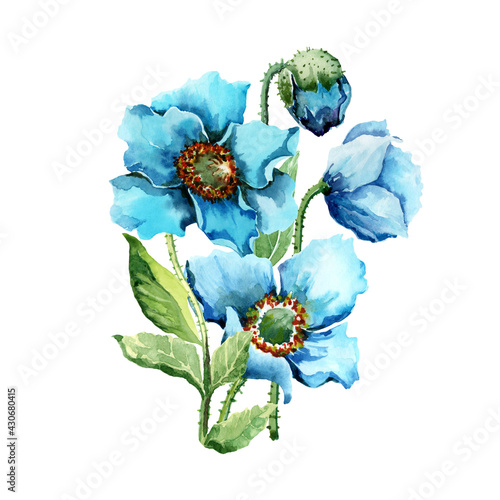 Composition of blue poppy wildflowers on stems with buds and green leaves.Hand drawn watercolor painting on white background for design of cards, wedding invitations, packaging, background, decor.