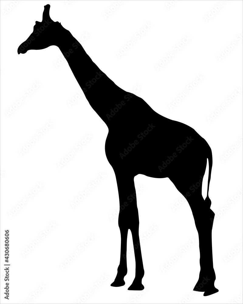 Black silhouette of standing giraffe on white background Black silhouette of standing giraffe on white background