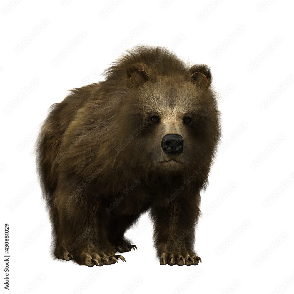 3D illustration of a brown bear isolated on white. 3D illustration of a brown bear isolated on white.