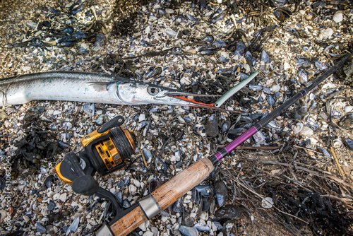 garfish on a shore with sea mussels