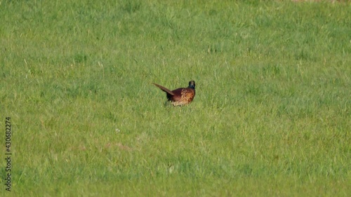 Ein Fasan streift im Frühjahr durch eine Wiese photo