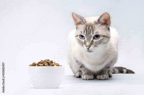 tabby siamese cat looking to dry animal food at bowl isolated over grey background. cat waiting for feed cut out