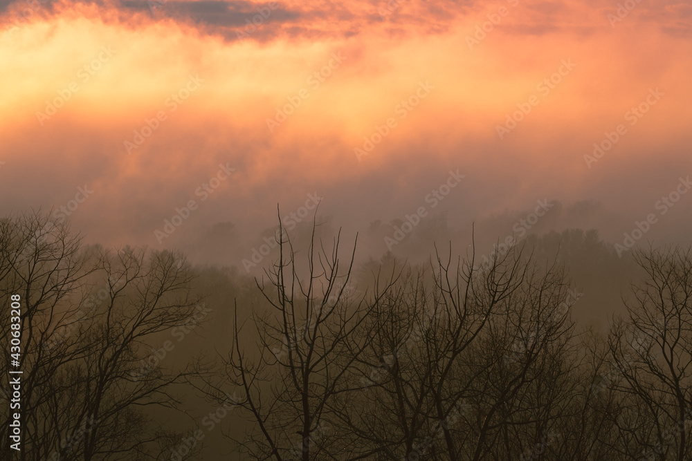 Fototapeta premium sunrise in the forest