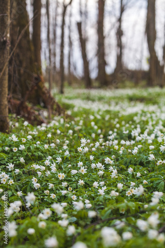 Fototapeta Naklejka Na Ścianę i Meble -  Anemone nemorosa flowers meadow in forest. Spring nature