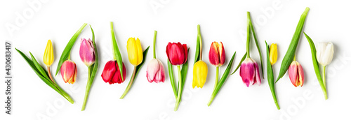 Tulip spring flowers on white background, creative banner.