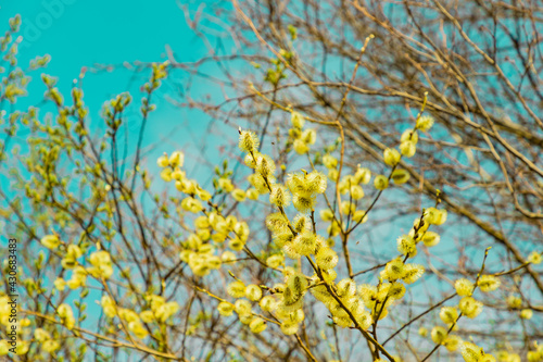 Blooming willow tree twigs with yellow fluffy flowering buds catkins on bright blue sunny sky background. Blooming bush branches with yellow catkins. Spring, Palm Sunday, Easter concept.