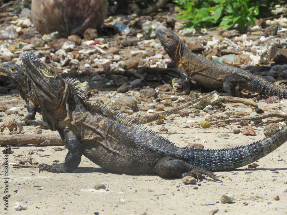 Iguana Isla Iguana Iguana Isla Iguana