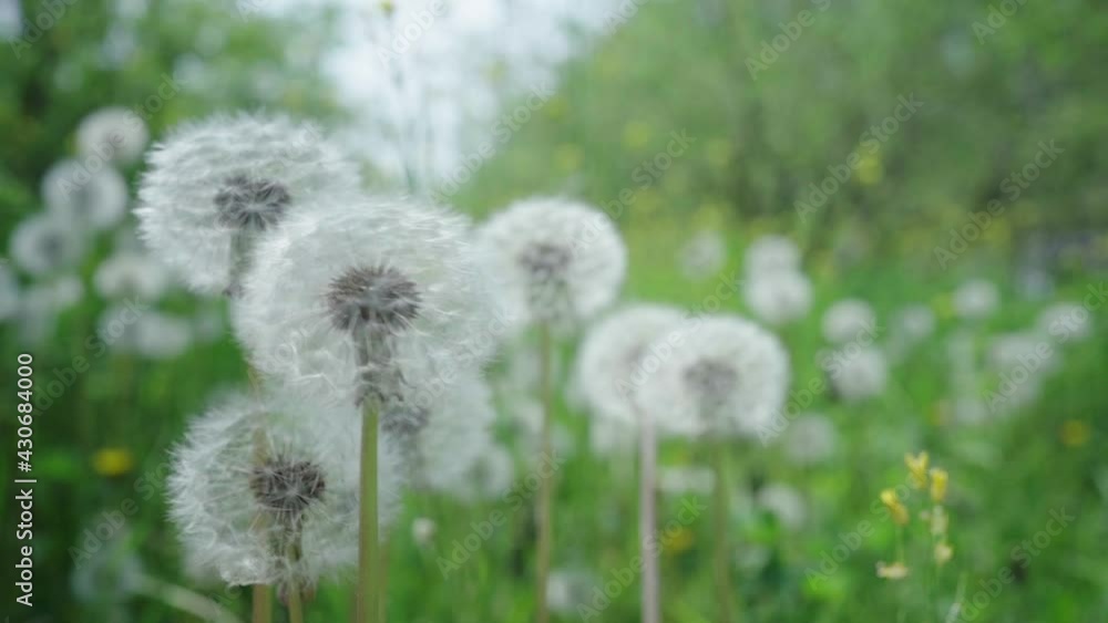 dandelion, wind, life, white, blue, flower, nature, sky, background, plant, summer, love, focus