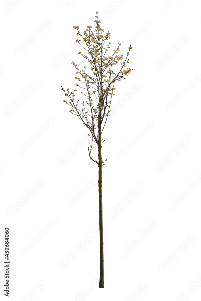 Fototapeta premium Spring tree with thin trunk and green leaves isolated on white background