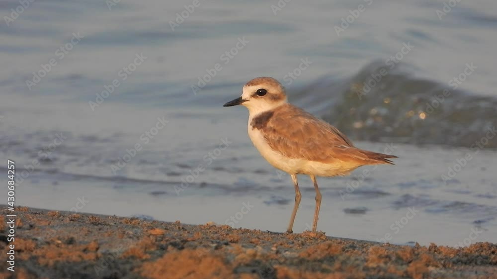 Ringed plover bird looking for food by the water.Little greater sand charadrius dubius hiaticula leschenaultii birds animal wild wildlife birding ornithology winged wing beak tele zoom documentary 4K Ringed plover bird looking for food by the water.Little greater sand charadrius dubius hiaticula leschenaultii birds animal wild wildlife birding ornithology winged wing beak tele zoom documentary 4K