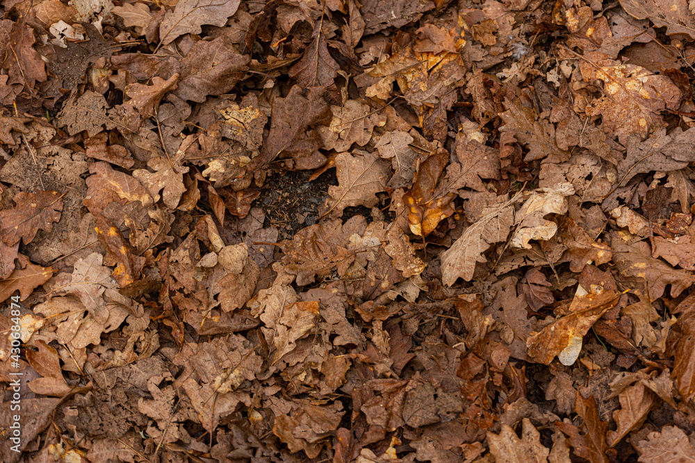 Decompositioning brown oak leaves on the ground.. Decompositioning brown oak leaves on the ground..