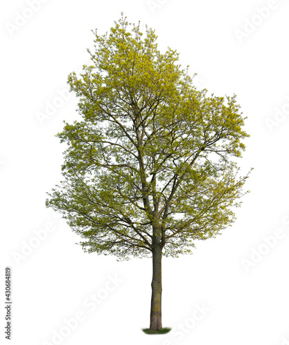 Great maple tree with green leaves isolated on white background