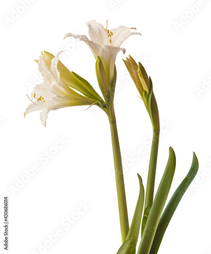 Fototapeta Naklejka Na Ścianę i Meble -  Hippeastrum (amarillis)  