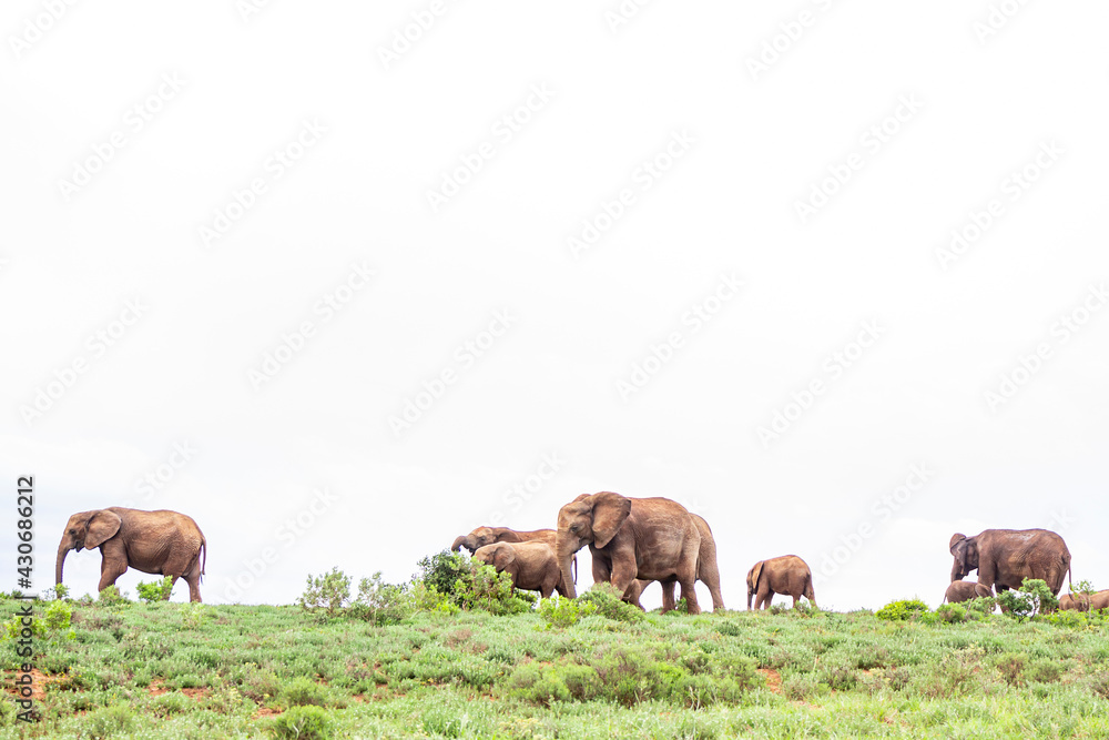 African elephants, in their natural environment. Amidst the trees in an endless green landscape African elephants, in their natural environment. Amidst the trees in an endless green landscape
