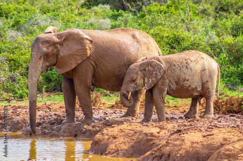 African elephants, in their natural environment. Amidst the trees in an endless green landscape