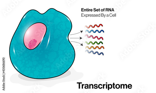 illustration of Transcriptome RNA of a Cell. photo