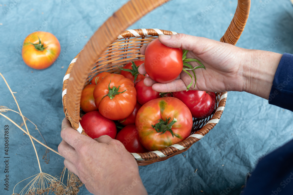 A basket of ripe tomatoes in the hands of an elderly lady. The concept of farming. Top view A basket of ripe tomatoes in the hands of an elderly lady. The concept of farming. Top view