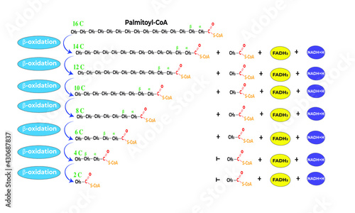 Beta oxidation summary [Palmitoyl-CoA]