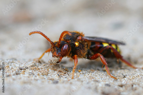 Frontal closeup of a colorful red female Lathbury's Nomad Bee , Nomada lathburiana, in the sand