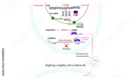 MicroRNA pathway [gene silencing]