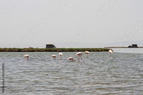 A flock of flamingo birds in the fish ponds photo