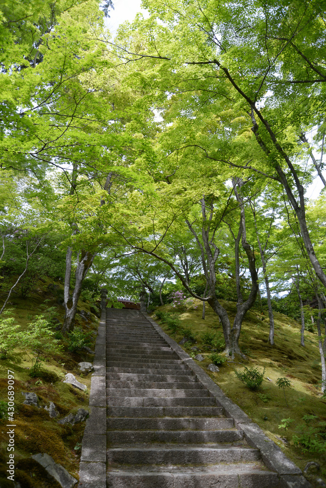 新緑の常寂光寺 本堂への石段 京都市嵯峨 新緑の常寂光寺 本堂への石段 京都市嵯峨