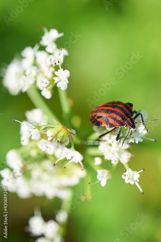 ladybird on a flower