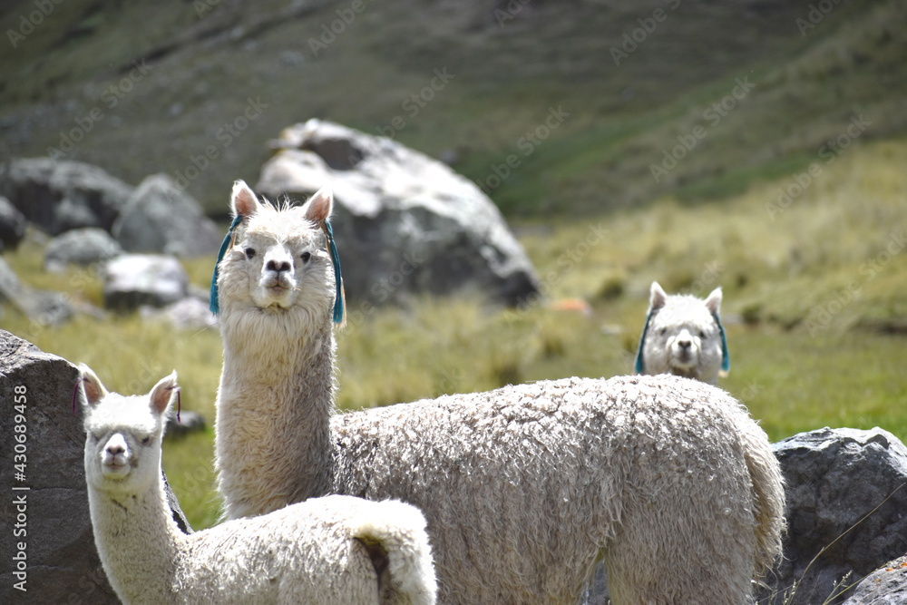 Fototapeta premium alpacas en su ambiente natural en las alturas de la puna del Perú