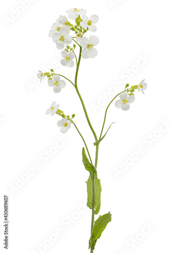 Flowers of arabis  isolated on white background