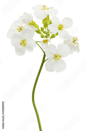 Flowers of arabis  isolated on white background