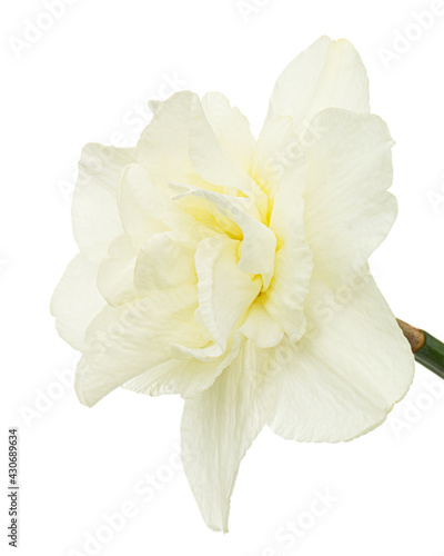 Fototapeta Naklejka Na Ścianę i Meble -  Light-creamy daffodil flower, flower of narcissus, isolated on white background