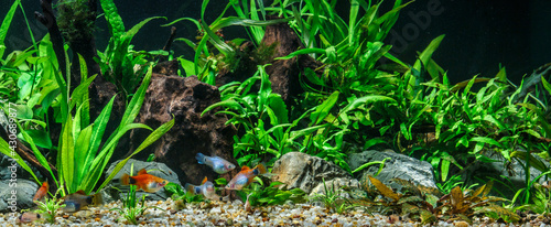 Fotografia A green beautiful planted tropical freshwater aquarium with fishes