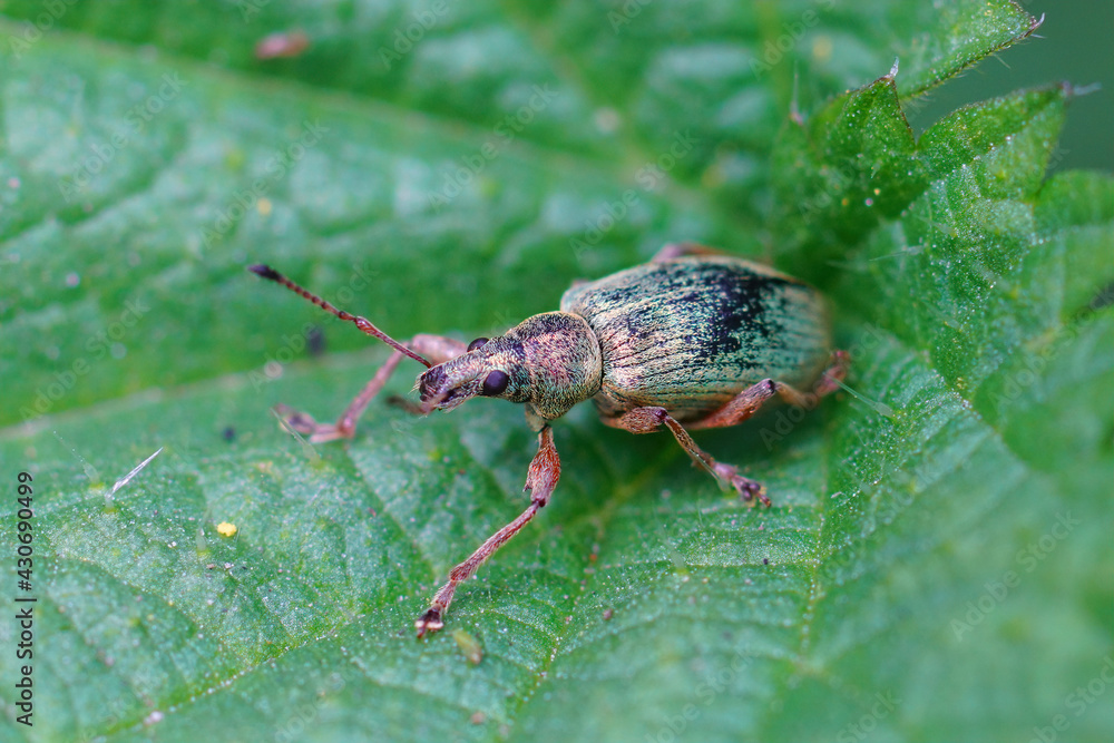 Closeup of a green immigrant leaf weevil, Polydrusus formosus , on a green leaf Closeup of a green immigrant leaf weevil, Polydrusus formosus , on a green leaf