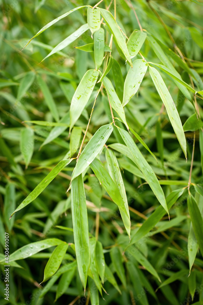 Bamboo leaves closeup, dew drops, green texture