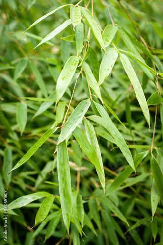 Bamboo leaves closeup  dew drops  green texture