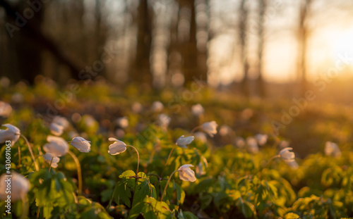 A closeup of self-seeding narcissus flower field in the middle of the forest during the spring sunset in April 