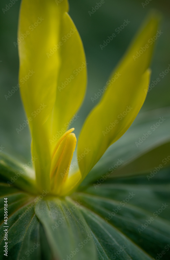 Obraz premium Yellow trillium (Trillium luteum) on forest floor in spring in Virginia.